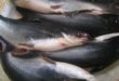 Manfaat Ikan Patin untuk Kesehatan