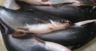 Manfaat Ikan Patin untuk Kesehatan