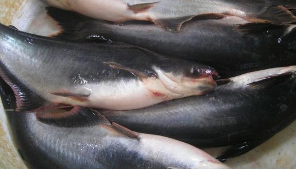 Manfaat Ikan Patin untuk Kesehatan