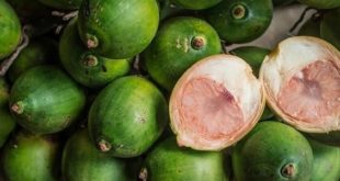 Manfaat Pinang Untuk Kesehatan