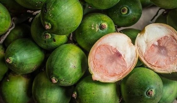 Manfaat Pinang Untuk Kesehatan